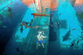 Shark tunnel slide