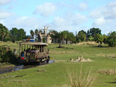 Animal Kingdom safari