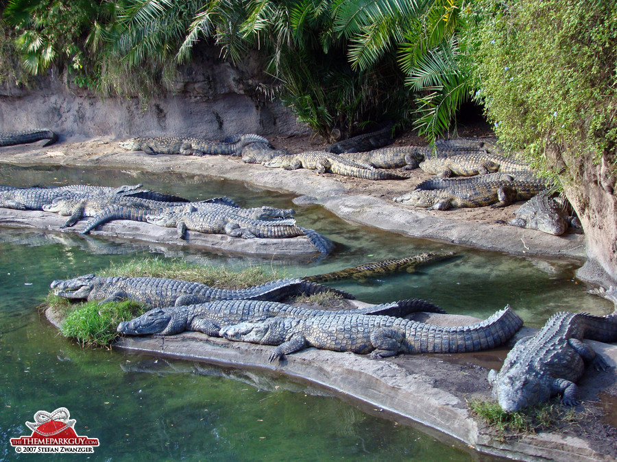 Real crocodiles