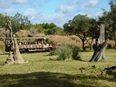 Kilimanjaro Safari is one of Animal Kingdom's major attractions