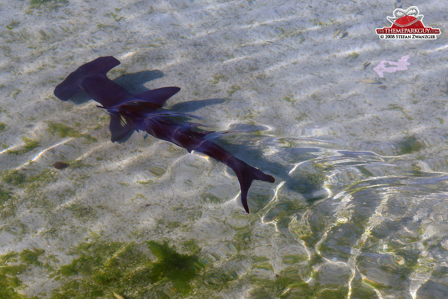 Small hammerhead shark