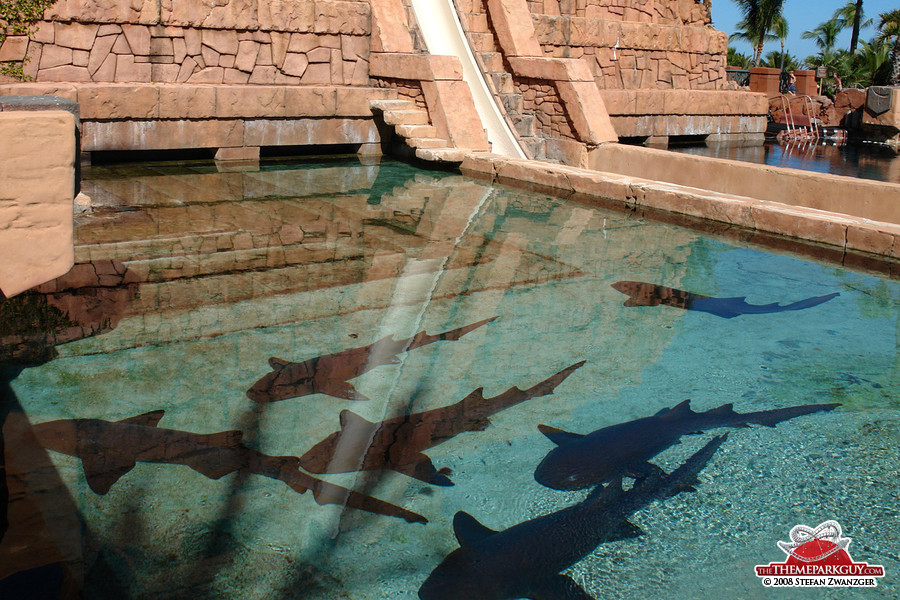 Shark lagoon