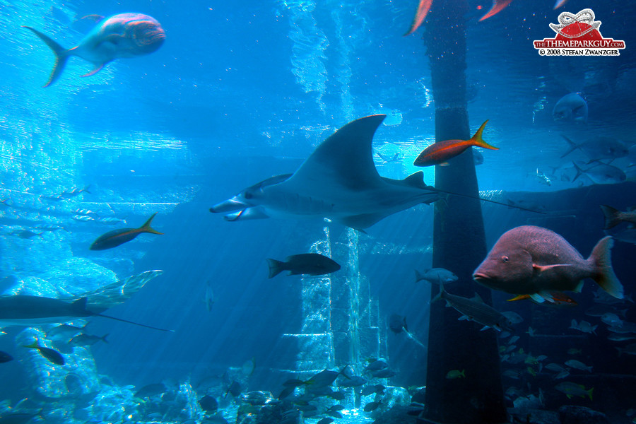 Manta ray in massive tank