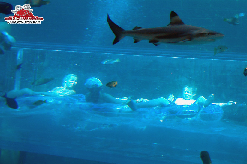 Slow tube slide through a shark tank