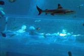 Slow tube slide through a shark tank