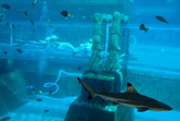 Sliders and sharks