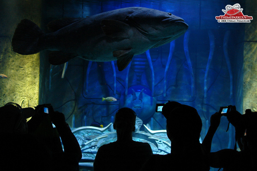 People, cameras and giant fish