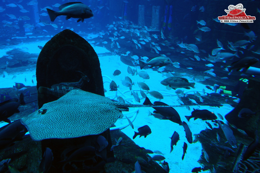 Massive fish tank