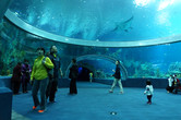 Aquariums plentiful