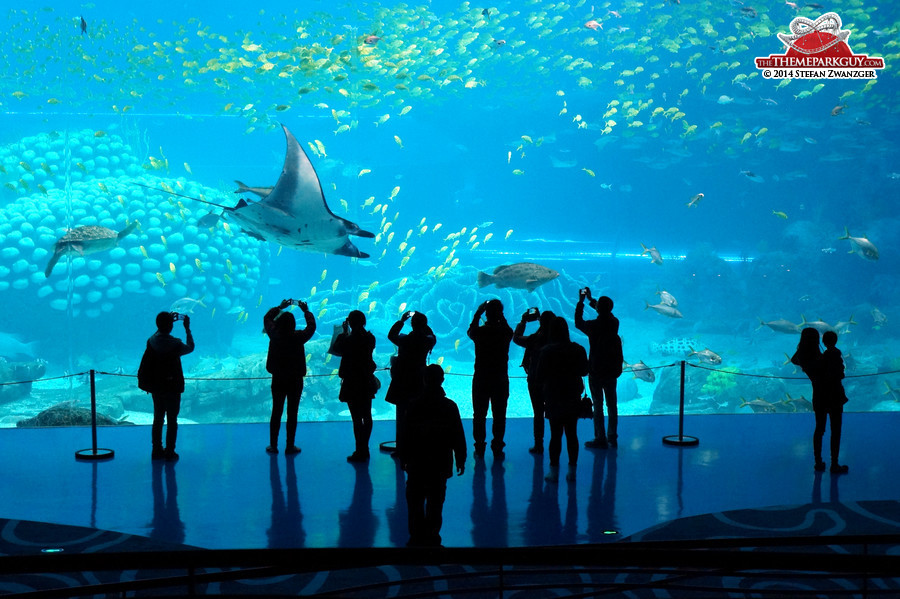 Manta rays in Zhuhai