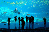 Manta rays in Zhuhai