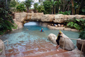 Discovery Cove scenery