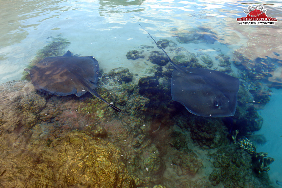 Stingrays