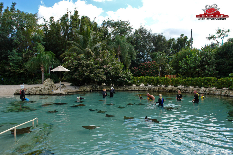 The stingray pool