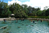 The stingray pool