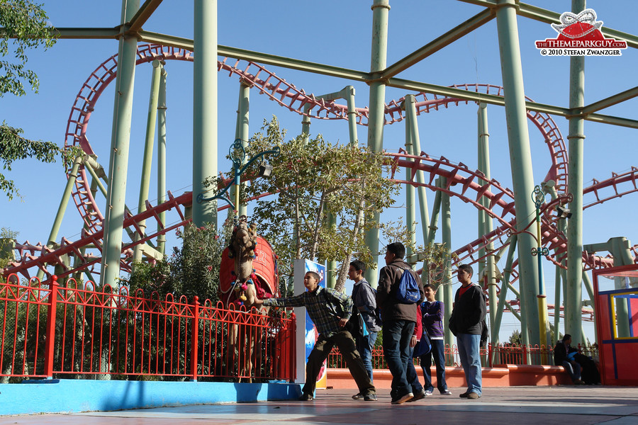 Provoking the coaster camel