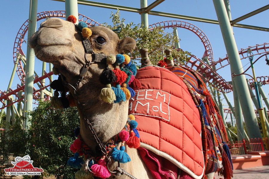 Coaster camel