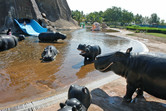 Hippos in the emirate of Umm al-Quain