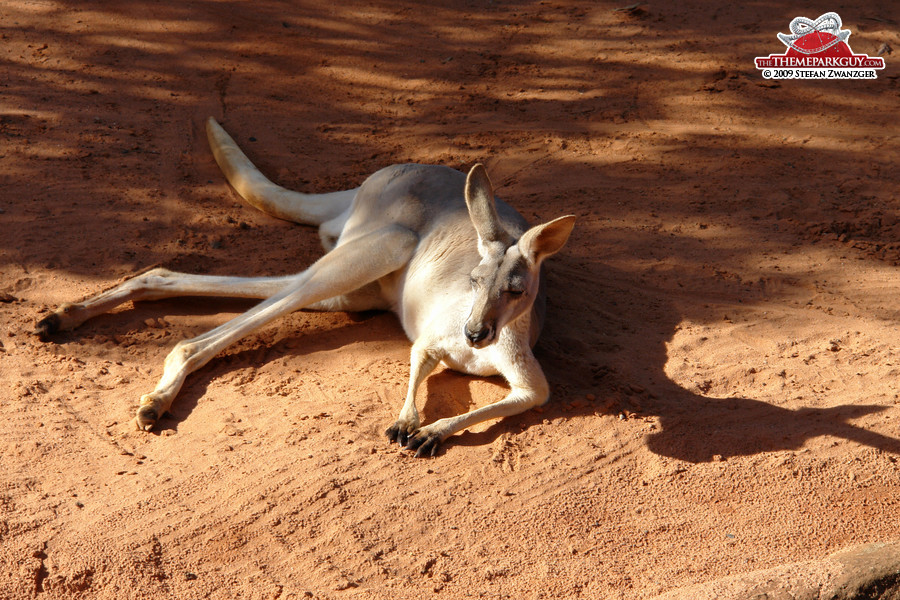 ...kangaroos!