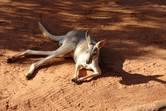 ...kangaroos!