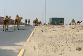 Legends Dubailand office