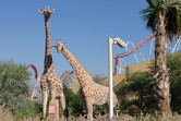 Giraffes at the sales center parking lot