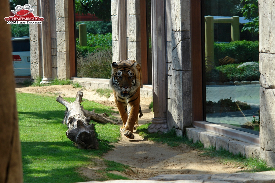 Real tiger in the sales center