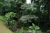 Dense tropical jungle