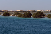 Mangroves on Yas Island