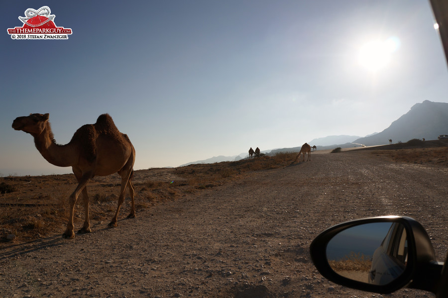 Camel-infested roads