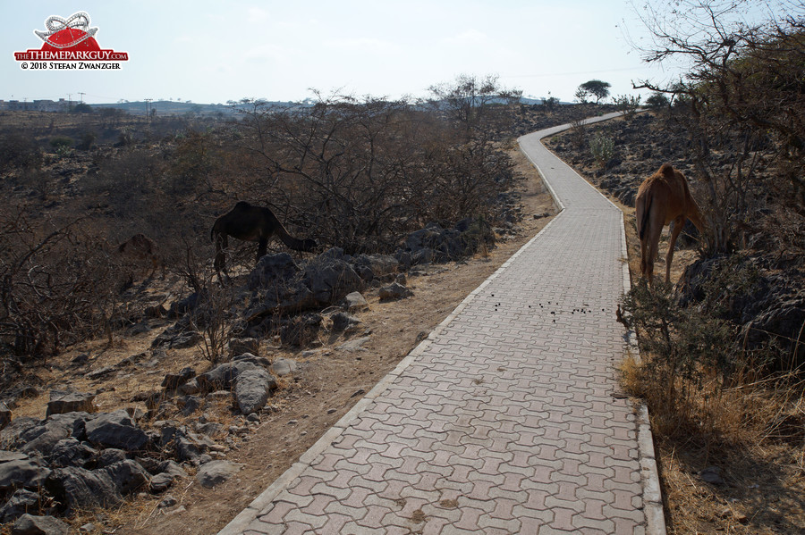 Camel walk