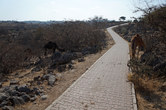 Camel walk