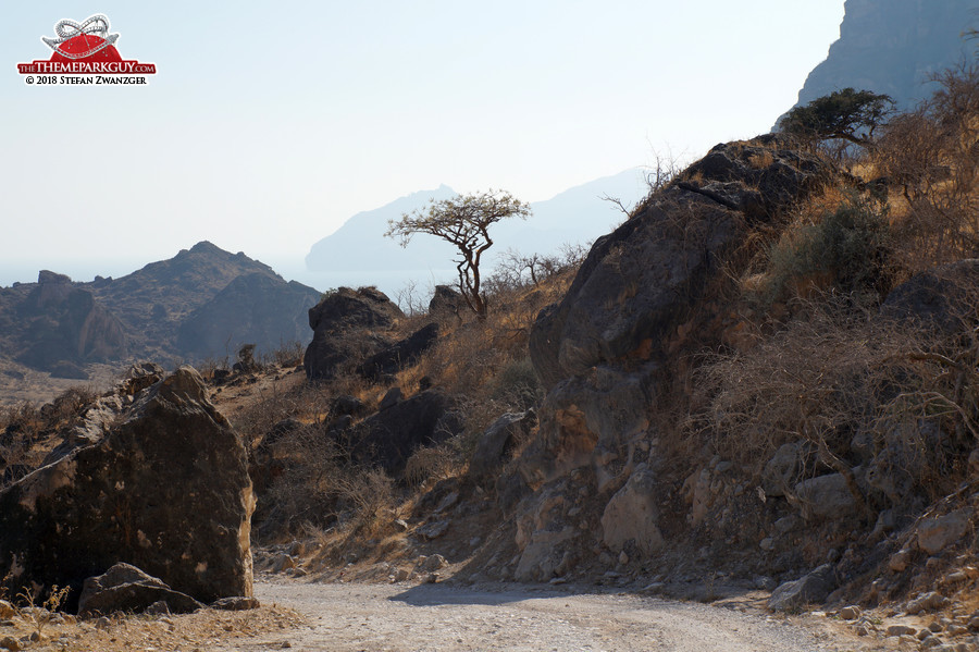 The lone tree that follows you