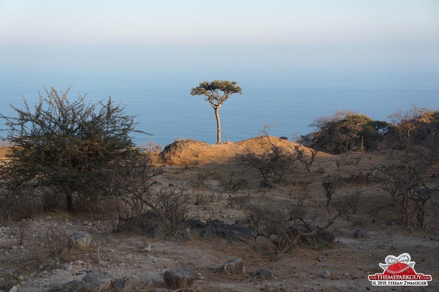 The lone tree