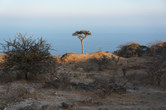 The lone tree