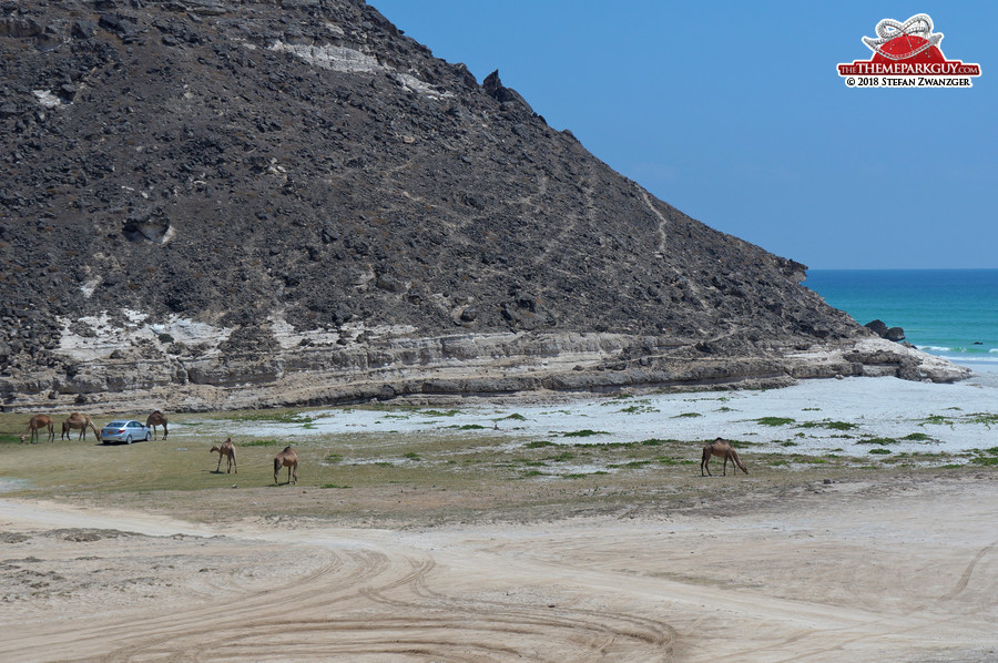 While the camels take care of your car...