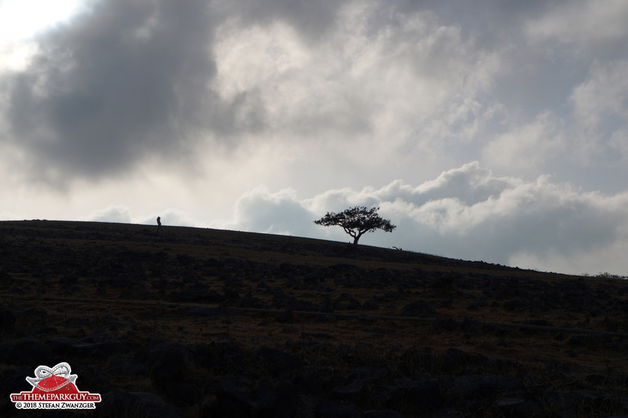 Lone tree, wherever you go.