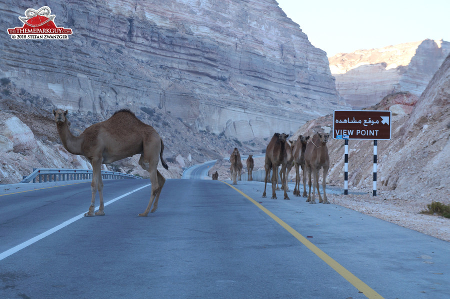 Camel road block