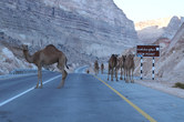 Camel road block