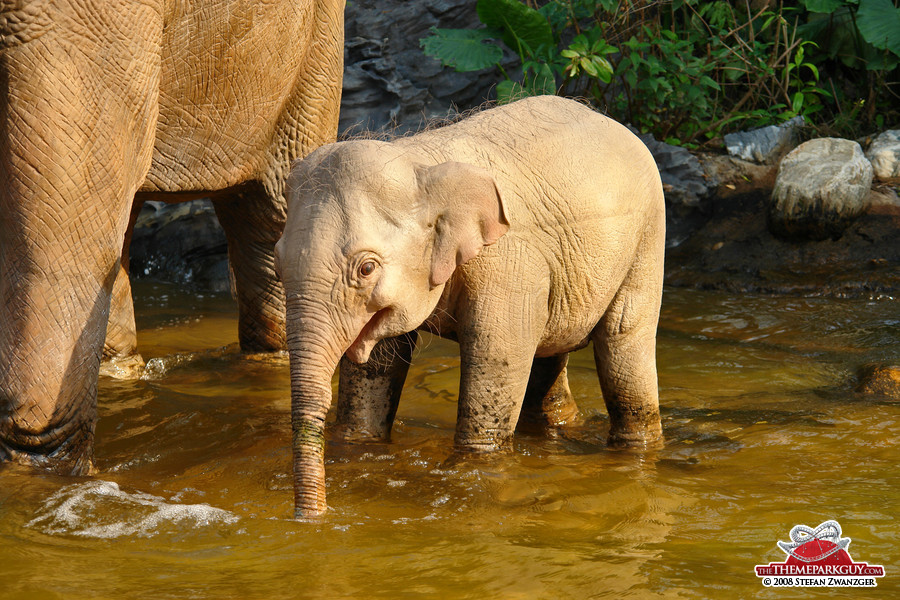 Amazing animatronic elephant baby!