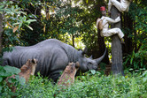 Jungle Cruise setting