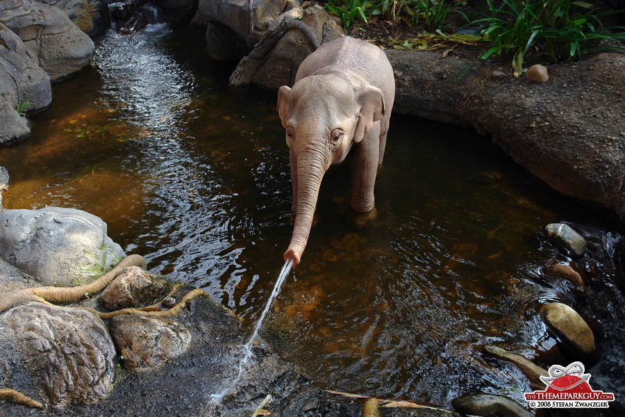 Perfect little animatronic elephant