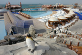 Wave pool with penguins