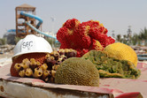 Corals for the artificial reef