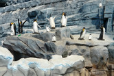 Penguins up close