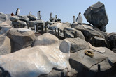 Rock work and penguins