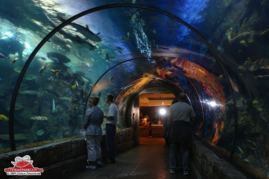 Shark tank tunnel in Mandalay Bay