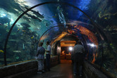 Shark tank tunnel in Mandalay Bay