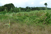 Malaysian jungle close to Singapore