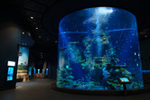 Inside Southeast Asia Aquarium